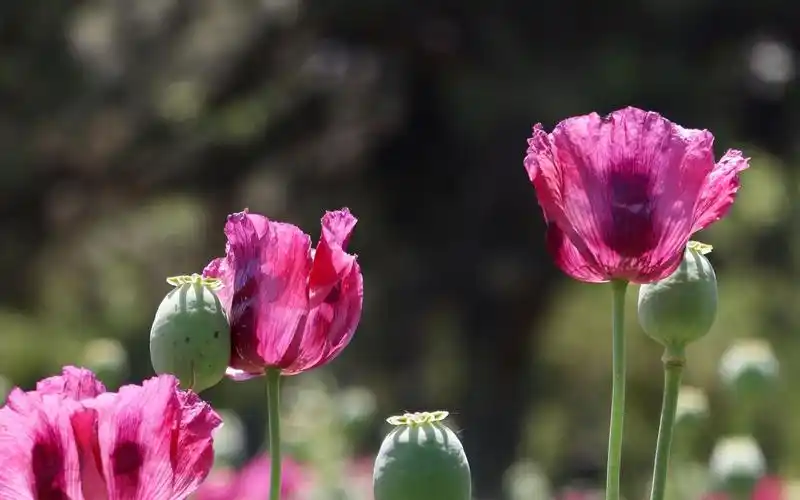清新唯美罂粟花图片桌面壁纸