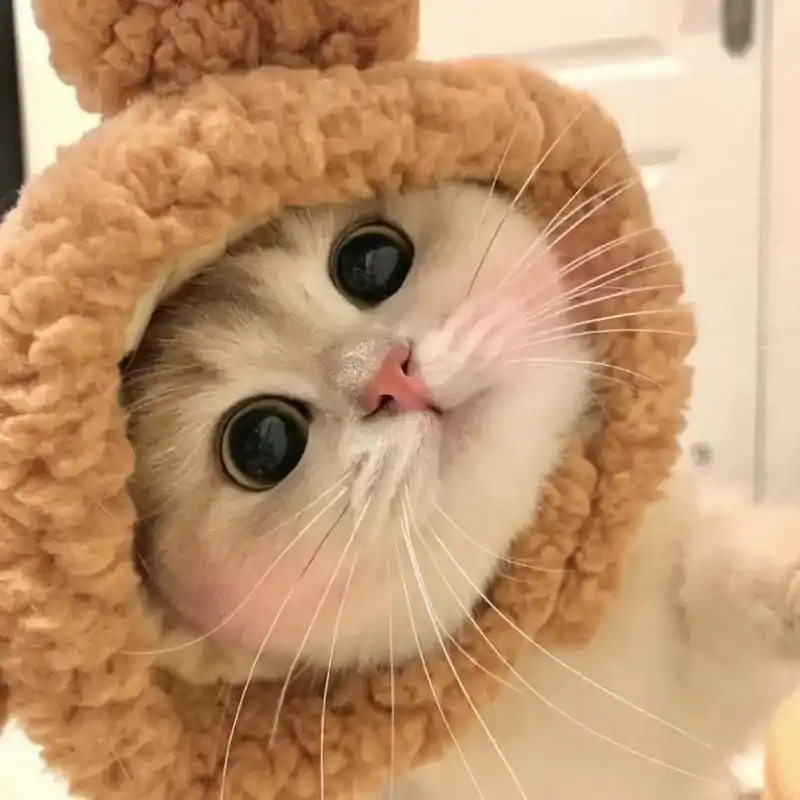 相关搜索 小猫5 21 搜索 12:38 小猫咪图片可爱 小 - 抖音