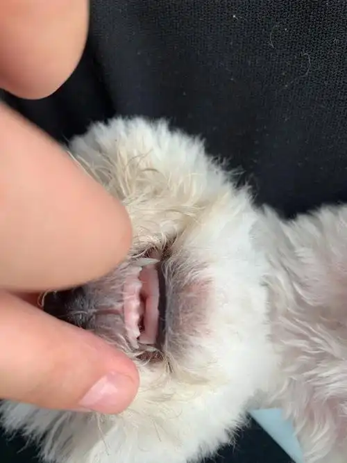 比熊求助到底什么年龄呀