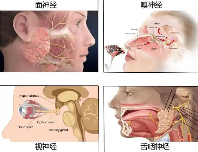 面神经,支配嗅觉感知芳香的嗅神经,控制眼睛观察世界的视神经,倾听