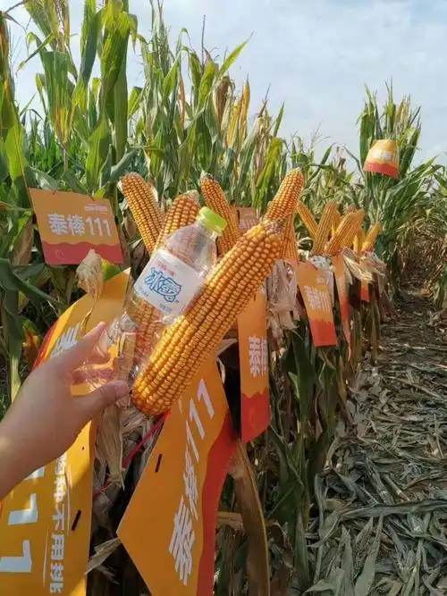 泰棒111特长穗玉米新品种白轴15954303846