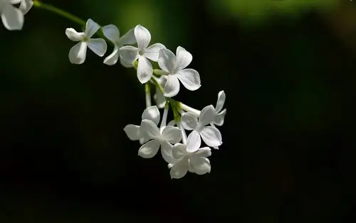 丁香花