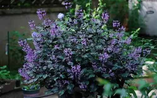 阳台盆栽新宠—艾氏香茶菜,花朵又美又香,能开一整年,还很好养