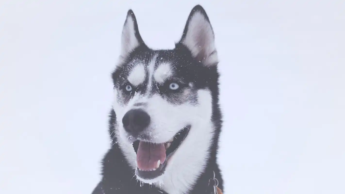 二哈到底为什么这么二?或许我们误会它了