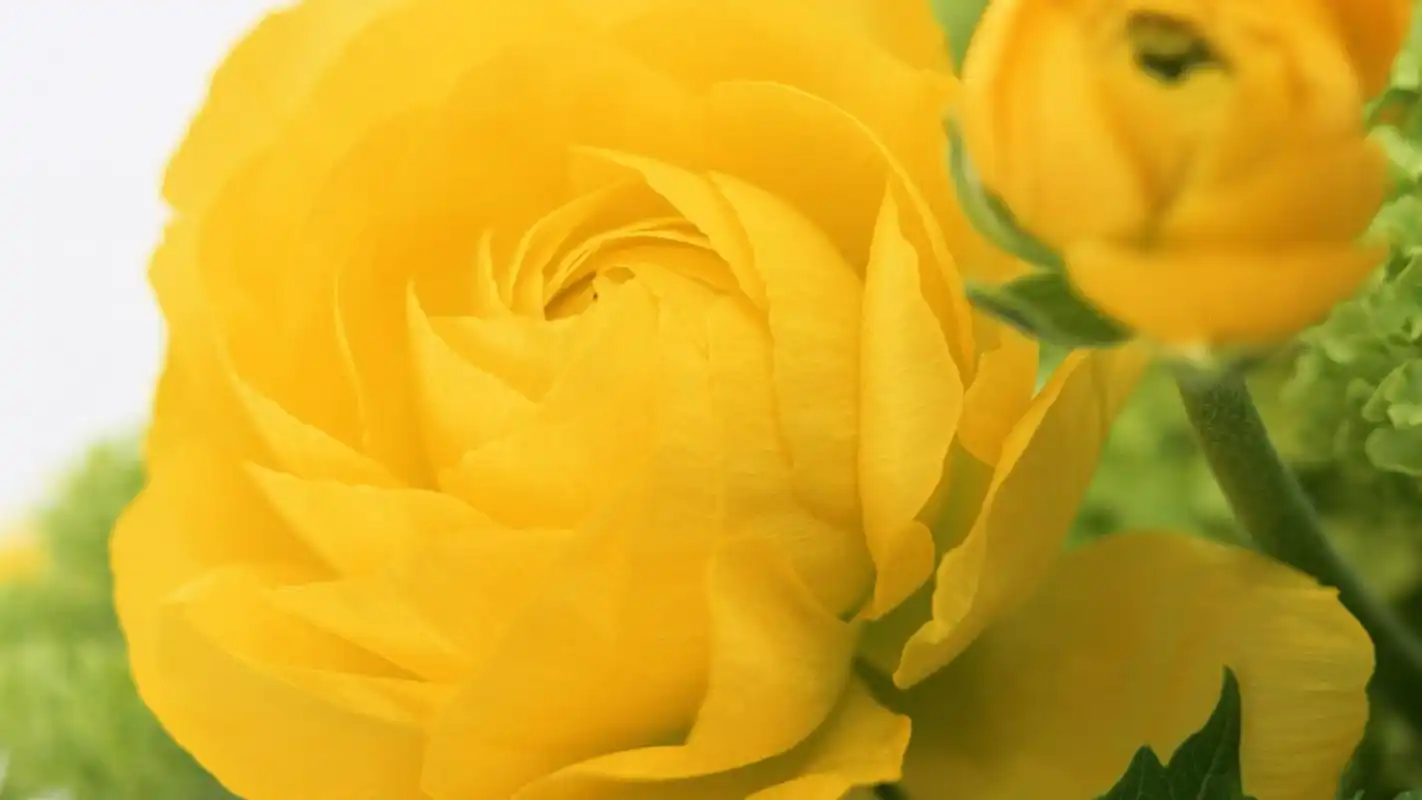 唯美简约小清新花卉植物高清桌面壁纸下载