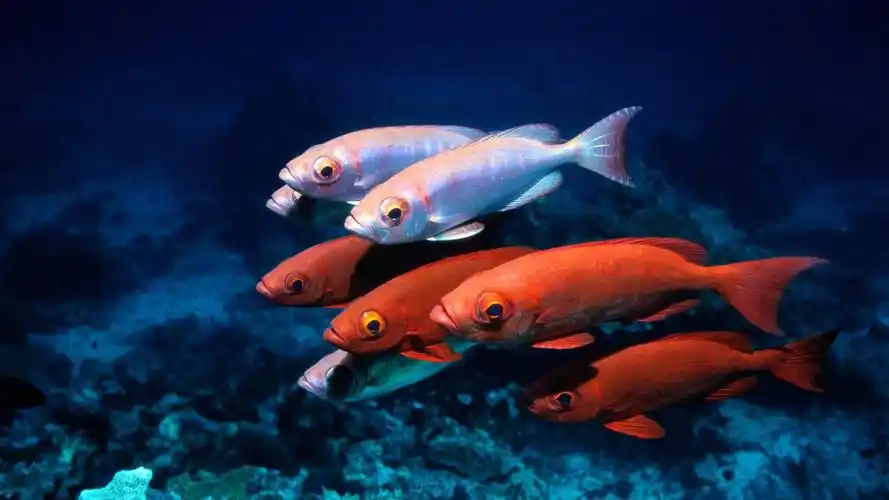 神秘莫测的海底世界美丽热带鱼图片桌面壁纸高清 第二辑