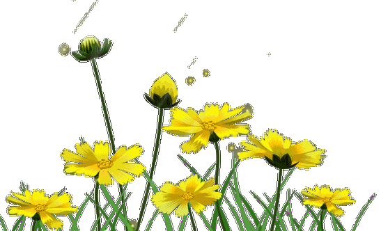 【免抠素材】—透明gif花草树木素材