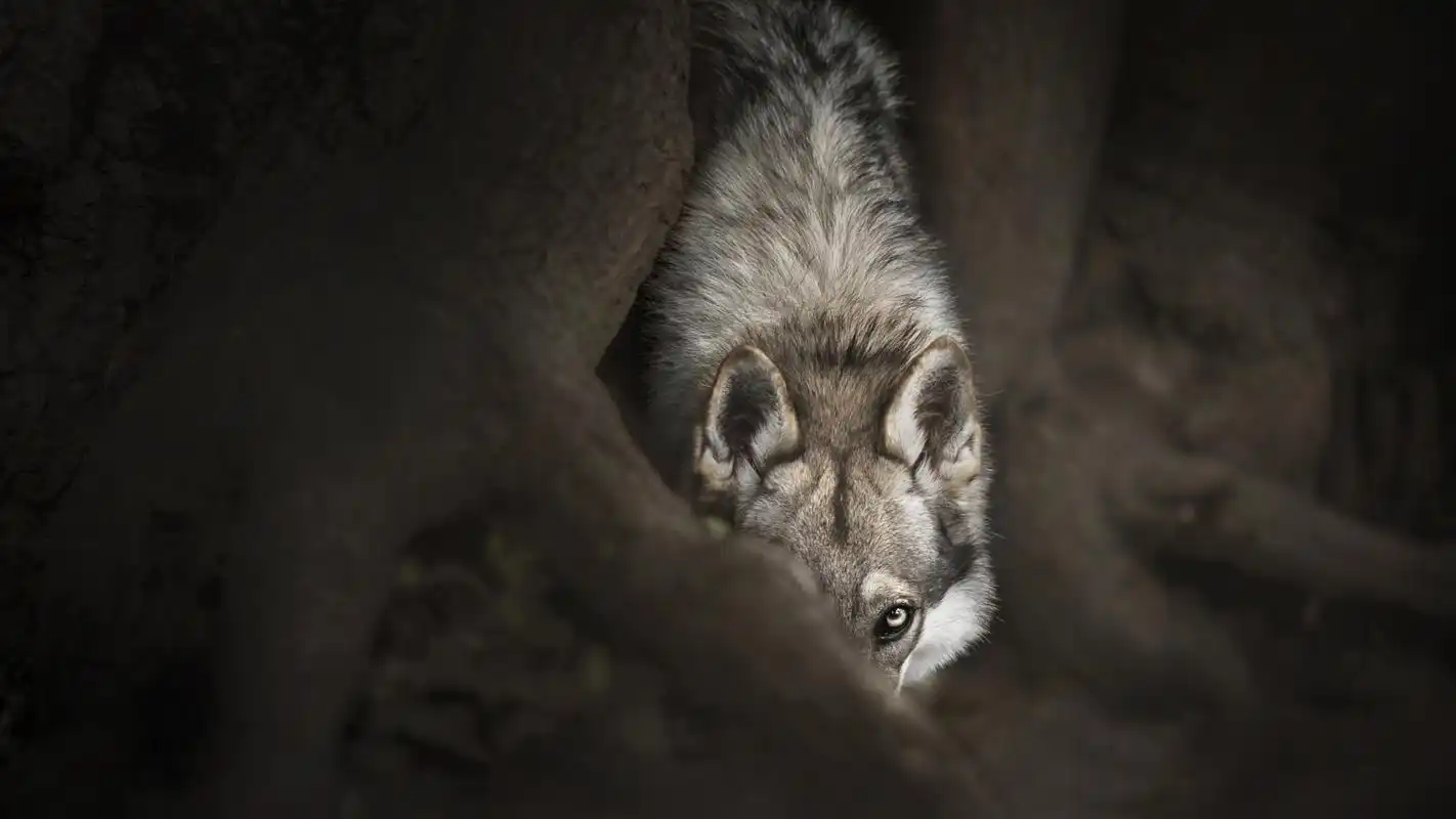 霸气血性的狼壁纸图片