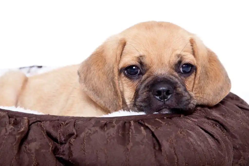 哈巴小猎犬的小狗,孤立的白色背景上的可爱的哈巴小猎犬小狗