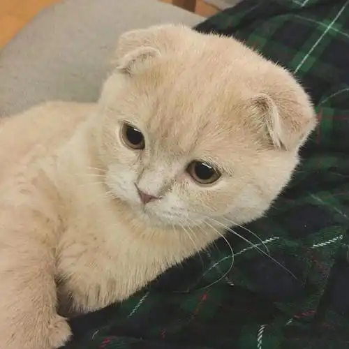 有没有敲可爱的猫咪头像? - 知乎