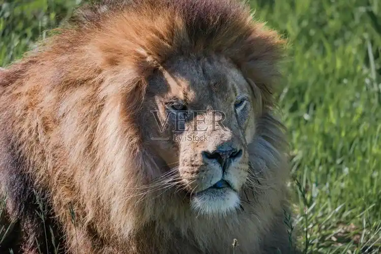 身体部位动物头鬃毛动物哺乳纲猫科动物野生猫科动物大型猫科动物狮子