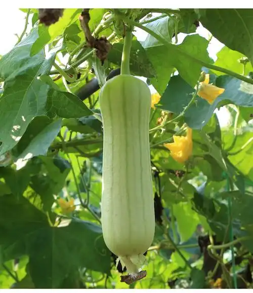 悠妃新鲜丝瓜鲜嫩白玉丝瓜5斤 湖家自种本地肉丝瓜应季蔬菜甜丝瓜