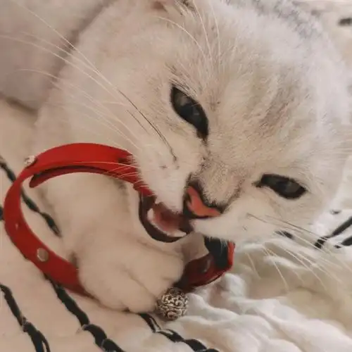 猫咪该不该戴项圈呢