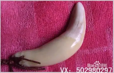 老虎牙的鉴别 鉴定 区别