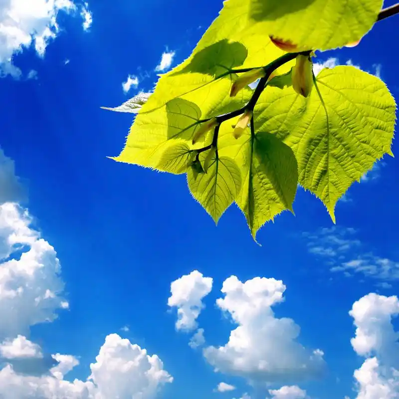 蓝天上的绿叶和阳光