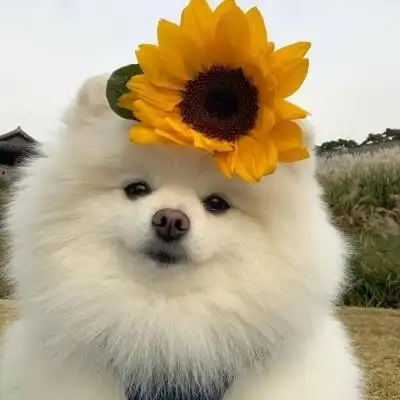 头像狗狗可爱蠢萌清新