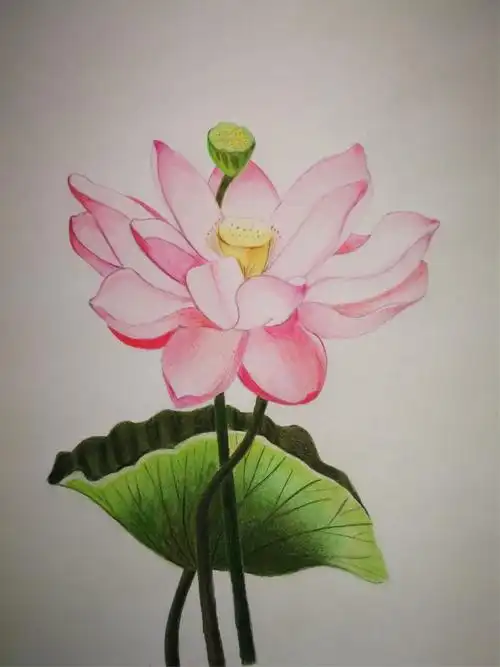 张静扬素描 彩色铅笔画作品集