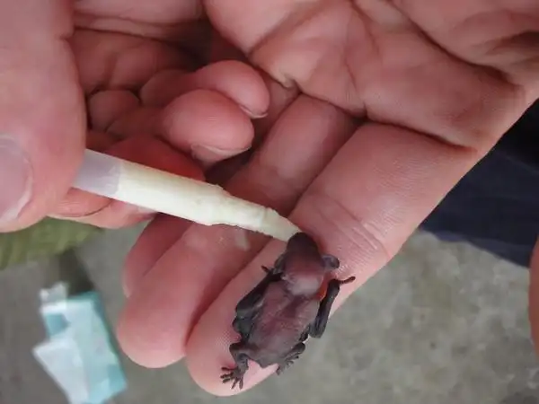 「蝙蝠保母」志工培训课 学照顾技巧并制作蝙蝠屋