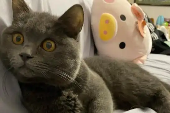 英短蓝猫弃养率为什么这么高网友这几点遭人嫌