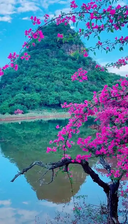 鲜花盛开与心情的美句,形容鲜花带来美好心情的句子