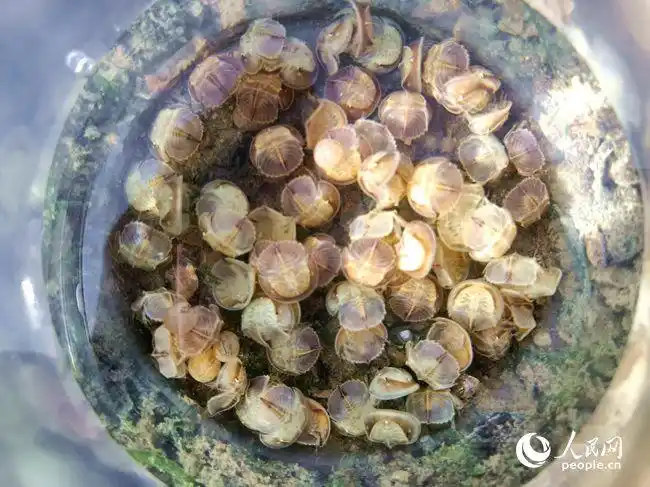 厦门市中级人民法院生态庭增殖放流5000只中国鲎幼苗