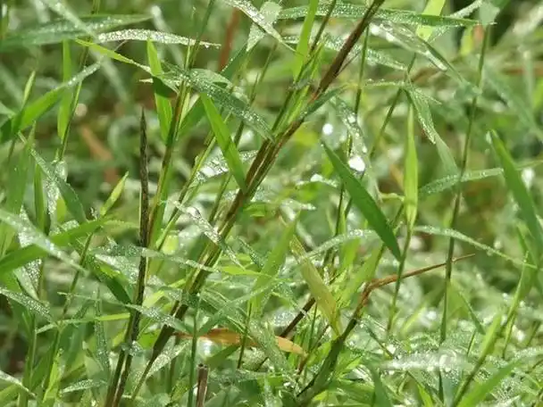 "神农草",原来就是农村老人口中的"不老草",有啥效果呢