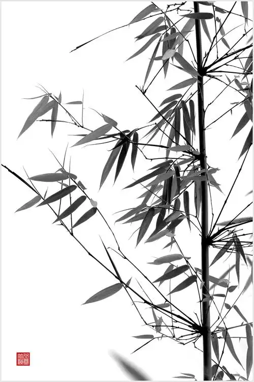 黑白摄影——《水墨竹韵》