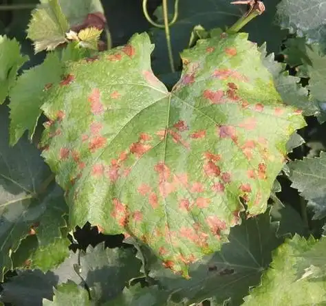 葡萄患上褐斑病?农村小伙:没患病的也不要高兴的太早