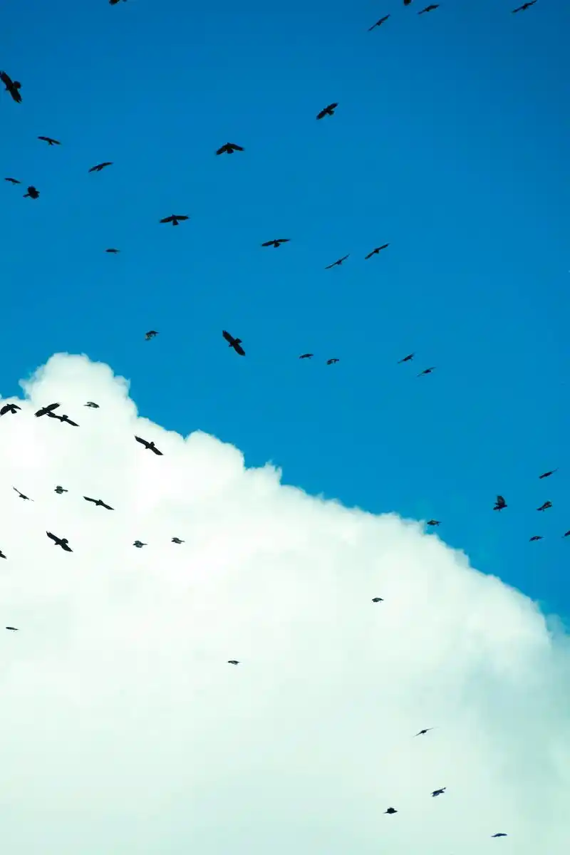 飞翔|.蓝天白云之下,有一只鸟儿在空中飞翔,它以各种姿态在空 - 抖音