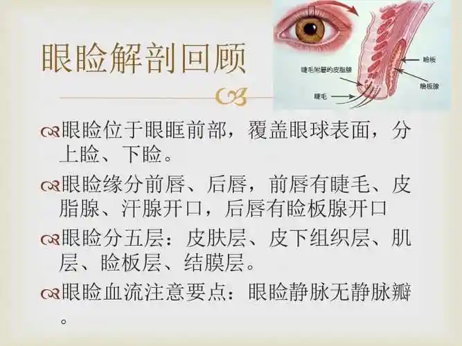 下眼睑是哪个部位 下眼睑指的是什么部位_百科-8s新商盟