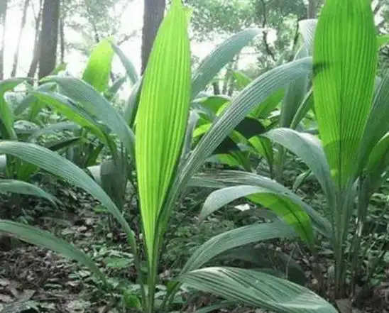 2,民间俗称"壮阳草",根部是个宝,百岁老人最爱用它煲汤喝