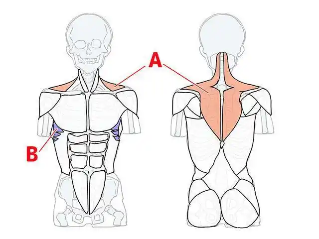圈重点这个要考超详细讲解人体结构绘画技巧与人体肌肉分部画法