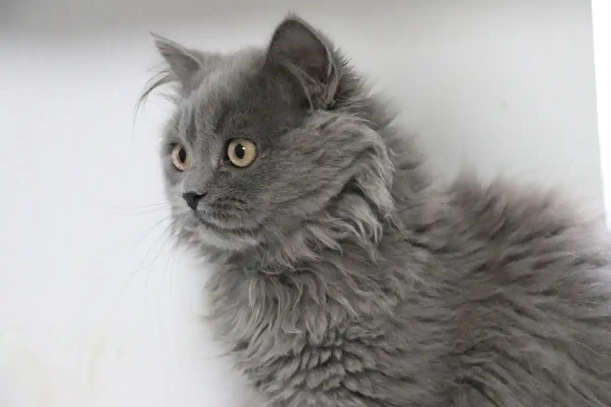 沐米宠物 英短蓝猫 蓝猫 高地长毛猫