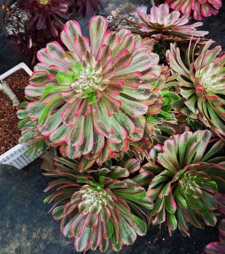 法师大港港多萤火粉黛红颜美亚红覆轮高端锦多多肉植物