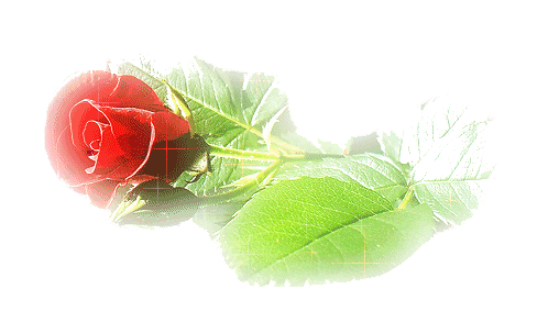 动态漂亮的玫瑰花素材 - 缘水禅心