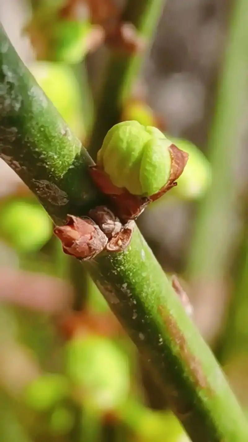 绿梅,又称绿萼梅,因萼绿花白,小枝青绿而得名.它属于真梅系直 - 抖音