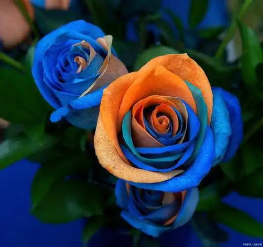 蓝色风暴月季有哪些优缺点?