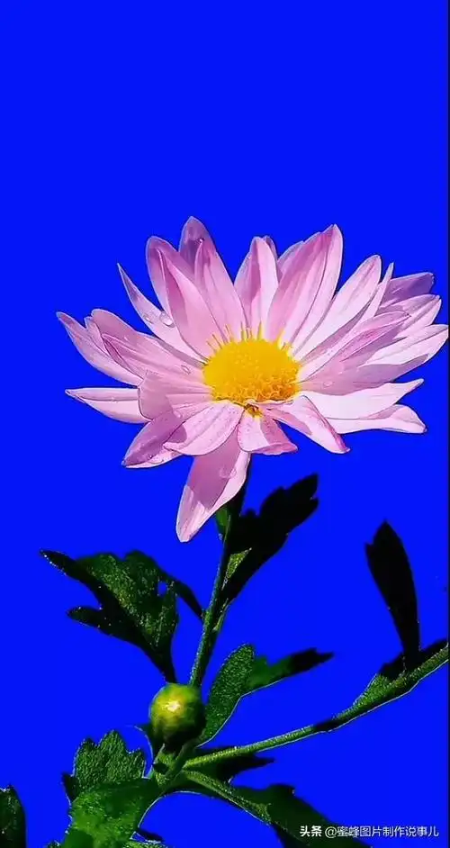 壁纸美图,一束鲜花醉蓝天,美醉了_网易订阅