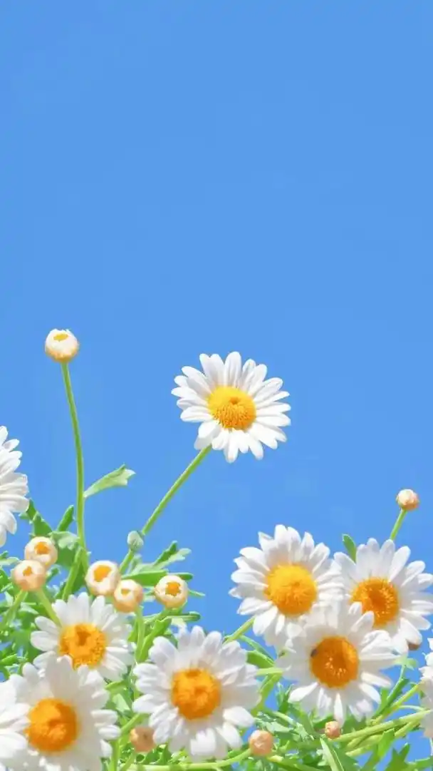 4k壁纸:一些花花草草