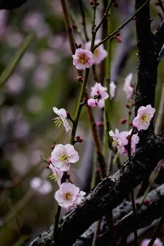 赏梅俏在枝头疏影横斜之宫粉梅