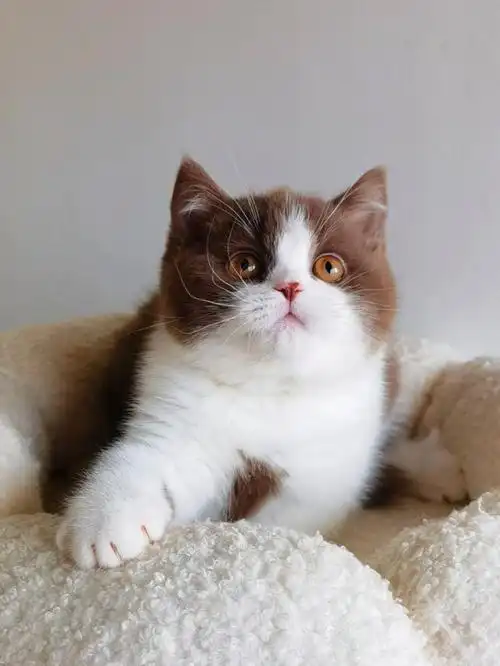 肉桂加白色英短#宠物猫咪#深圳猫舍#英国短毛猫#肉桂色英短#深圳瓷