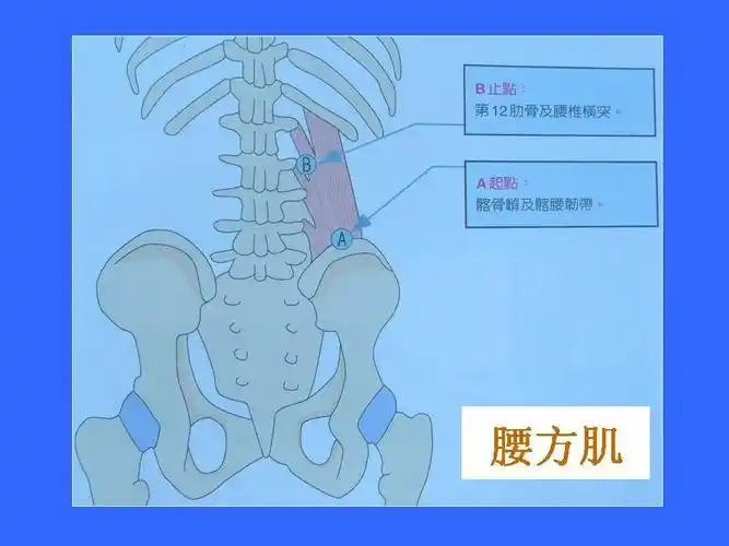 腰方肌的伸展治疗