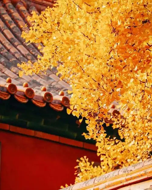 北京最佳赏秋—故宫美成了紫禁城,红墙黄瓦彩叶,帝都最美秋景!