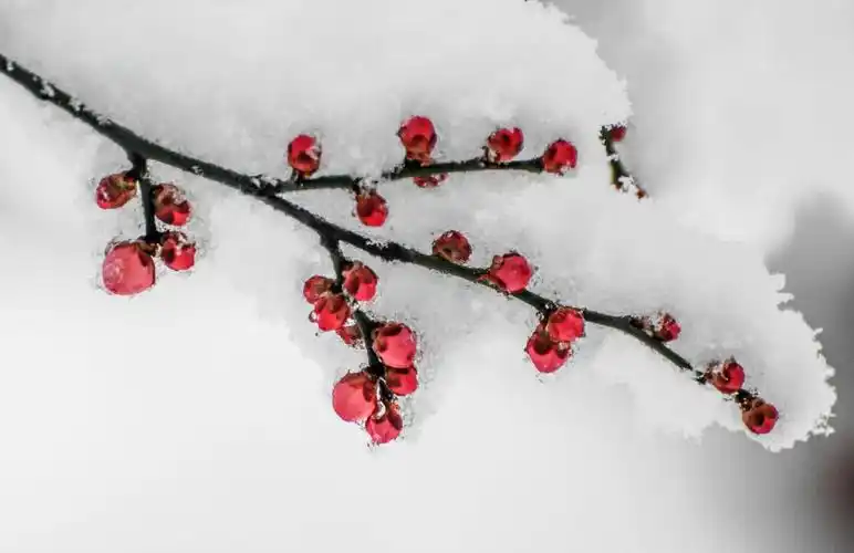 红梅傲雪 暗香浮动__财经头条