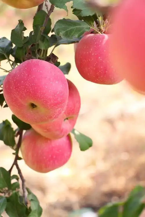 红富士苹果与您相约