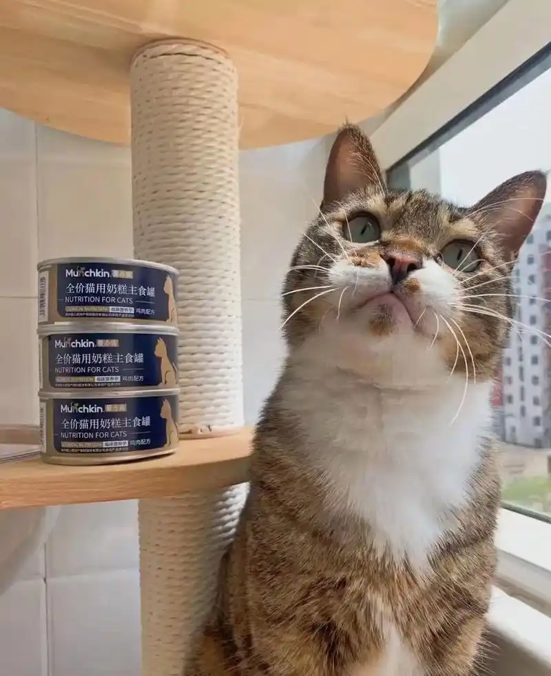 93曼赤肯猫罐头80g,好日期现货.93曼赤肯猫罐头80g, - 抖音