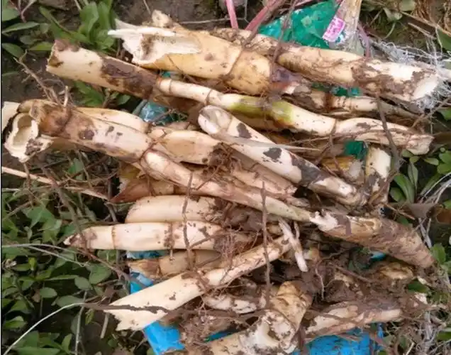 博多客鲜茅根500克新白茅根新鲜湿茅草根竹蔗毛草根pgy