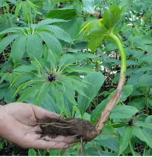 曾经价格高昂,如今跌价6成,"重楼"到底是何种药材?