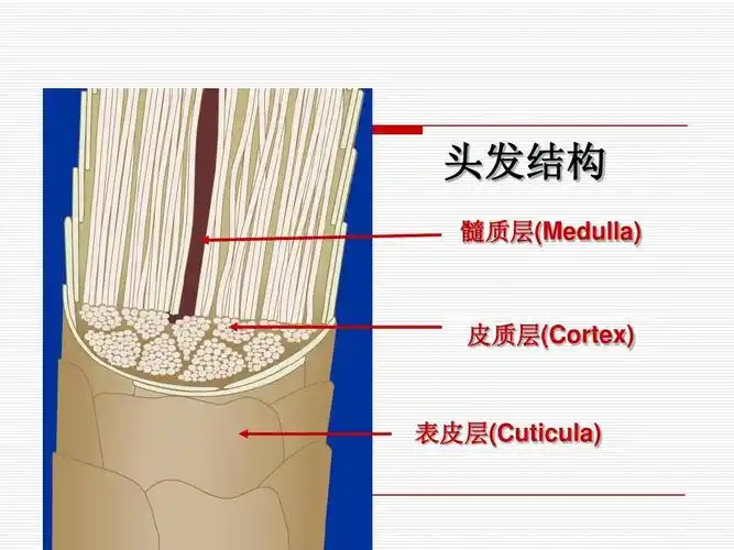 发型师企业培训资料内训学习资料 头发结构 髓质层(medulla) 皮质层