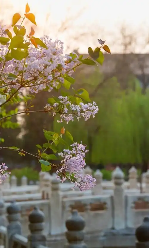 故宫的唯美丁香花,高清图片,手机壁纸